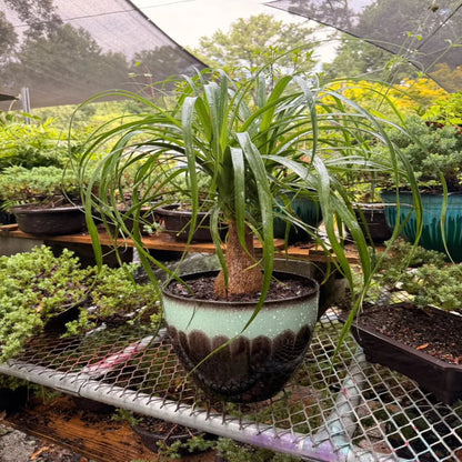 Ponytail Palm Tree - Live Indoor Plant in Plastic Pot