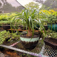 Ponytail Palm Tree - Live Indoor Plant in Plastic Pot