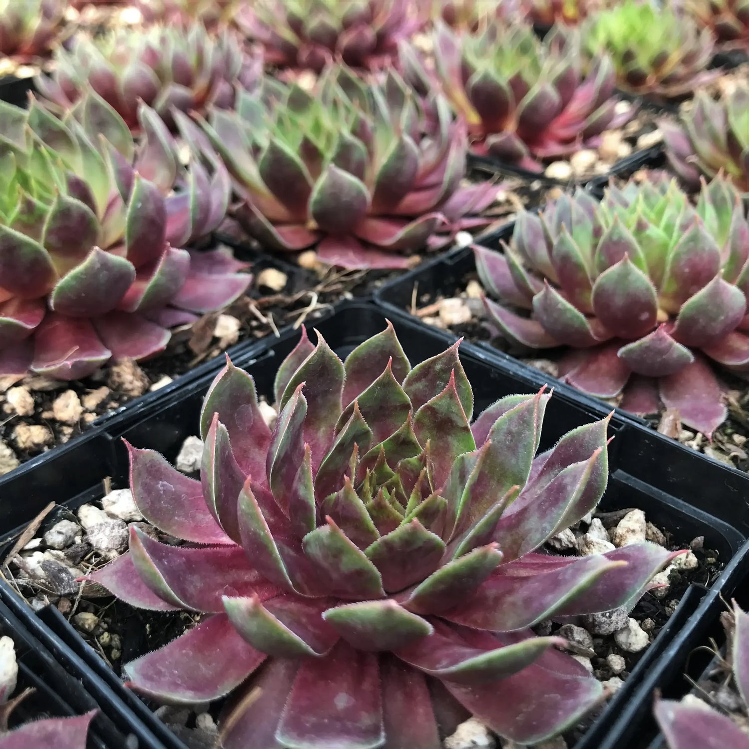 Sempervivum Supersemp &
