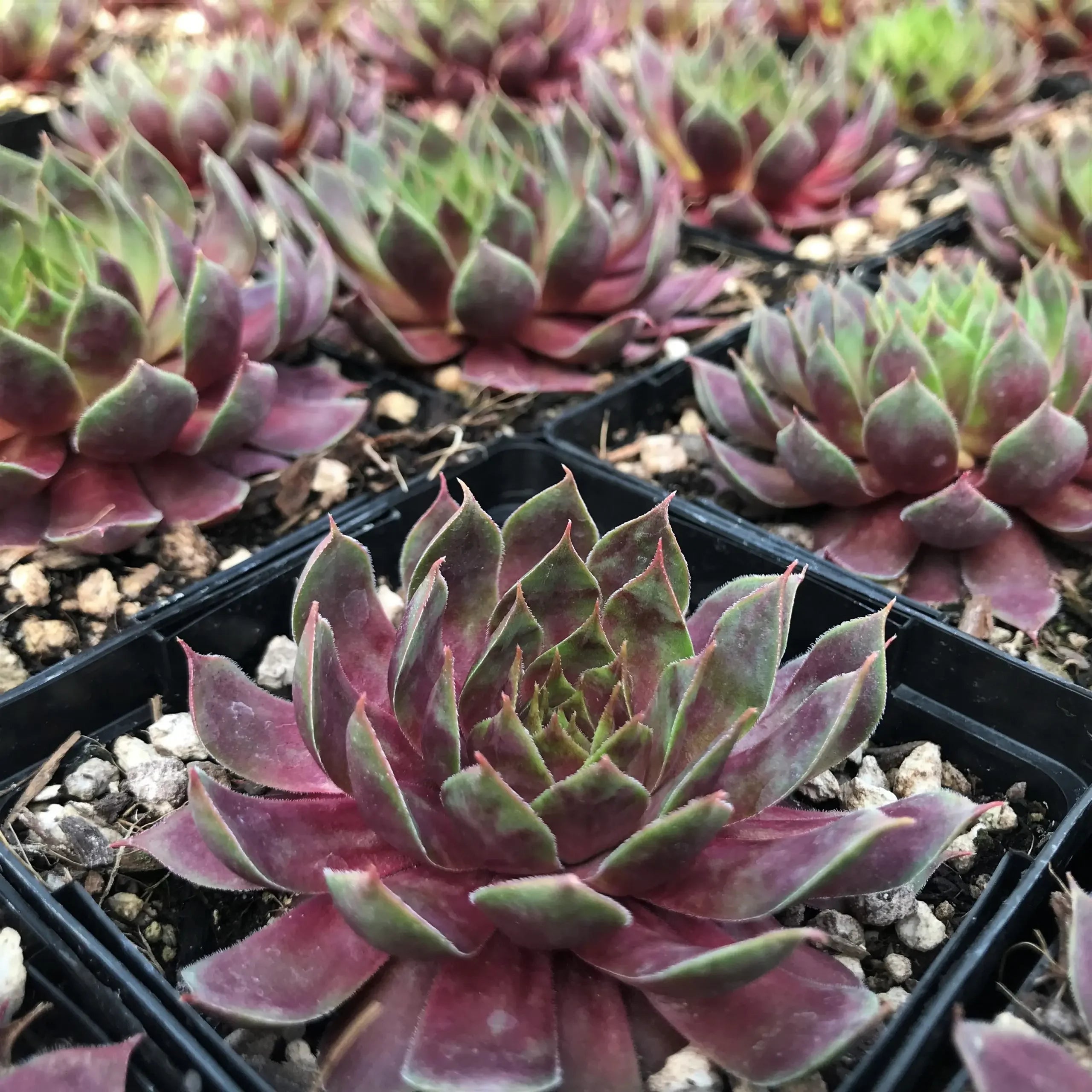 Sempervivum Supersemp &