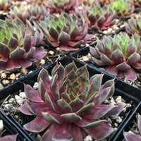 Sempervivum Supersemp 'Fire Quartz'