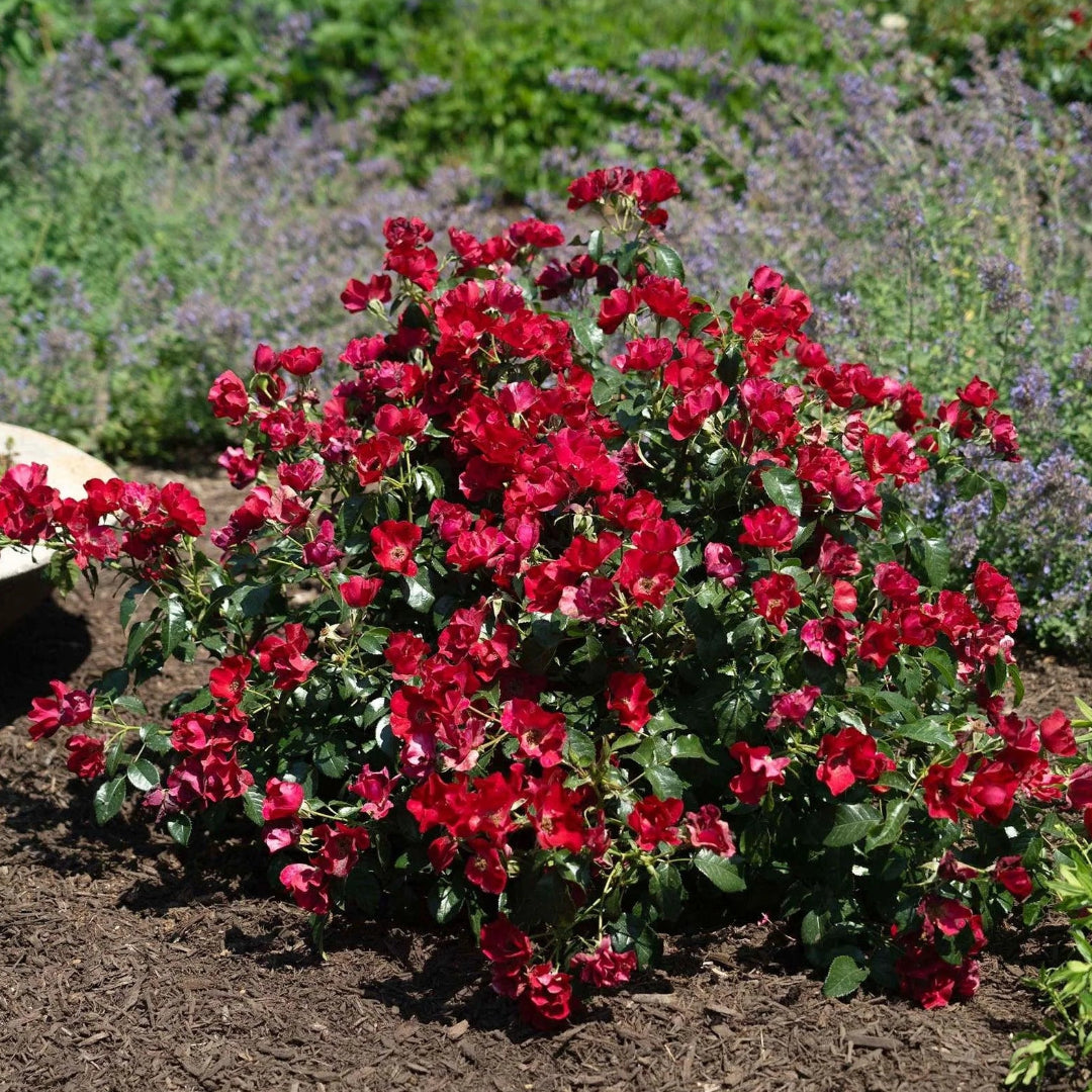 Red Dwarf Rose – Compact Flowering Rose Bush