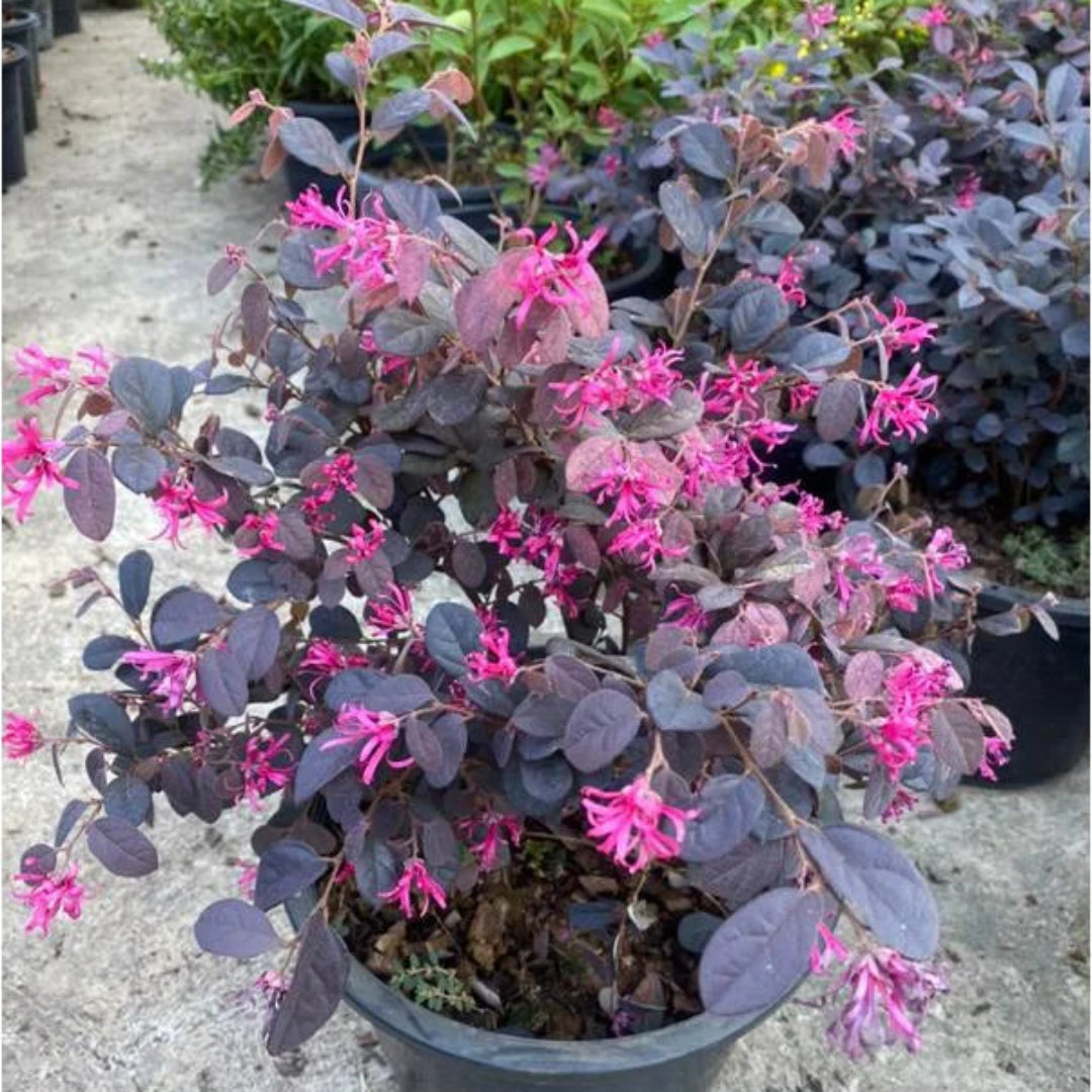 Short Purple Blooming Loropetalum – Medium Evergreen Shrub