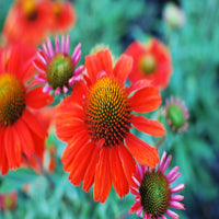 Echinacea 'Pollynation Orange Red' Coneflower - [EG]