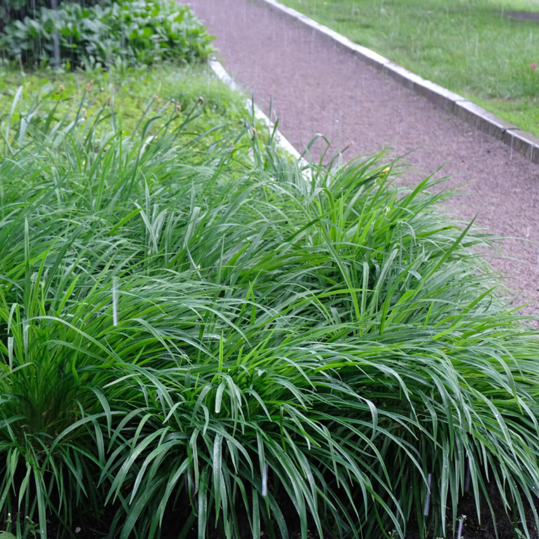 Carex Ribbon Falls