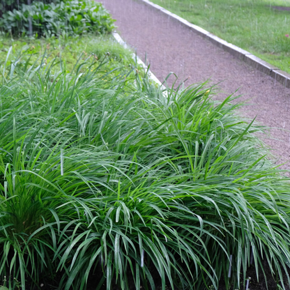 Carex Ribbon Falls
