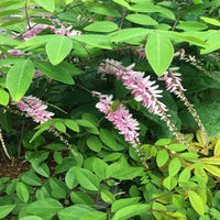 Indigofera Decora Pink Flowering Plant for Landscape Gardens