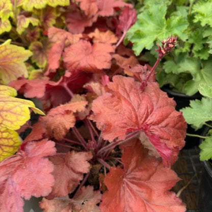Heuchera &