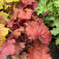Heuchera 'Forever Red' Coral Bells