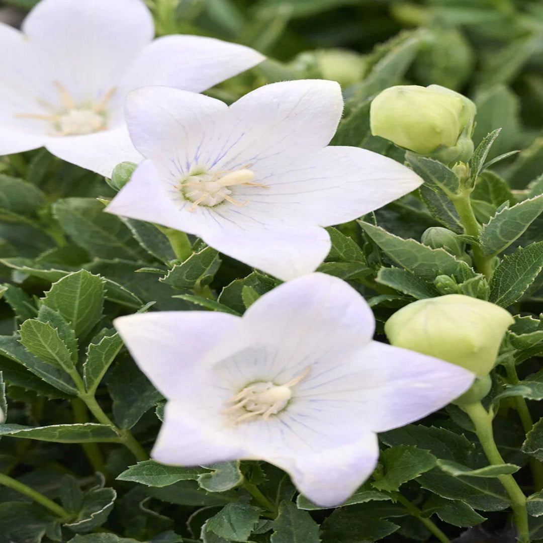 Platycodon grandiflorus &
