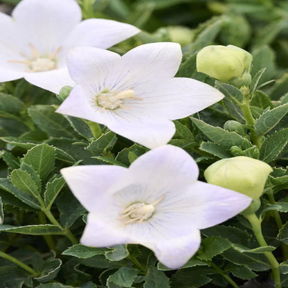 Platycodon grandiflorus &