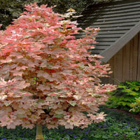 Eskimo Sunset Sycamore Maple