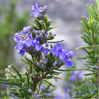 Rosmarinus officinalis 'Tuscan Blue' (Tall Rosemary) - [EG]