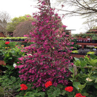 Purple Blooming Loropetalum – Tall Evergreen Shrub