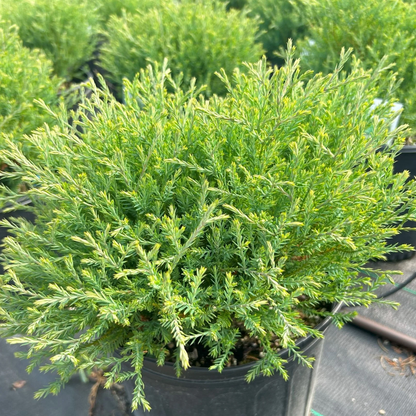 Mr. Bowling Ball Arborvitae