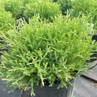Mr. Bowling Ball Arborvitae