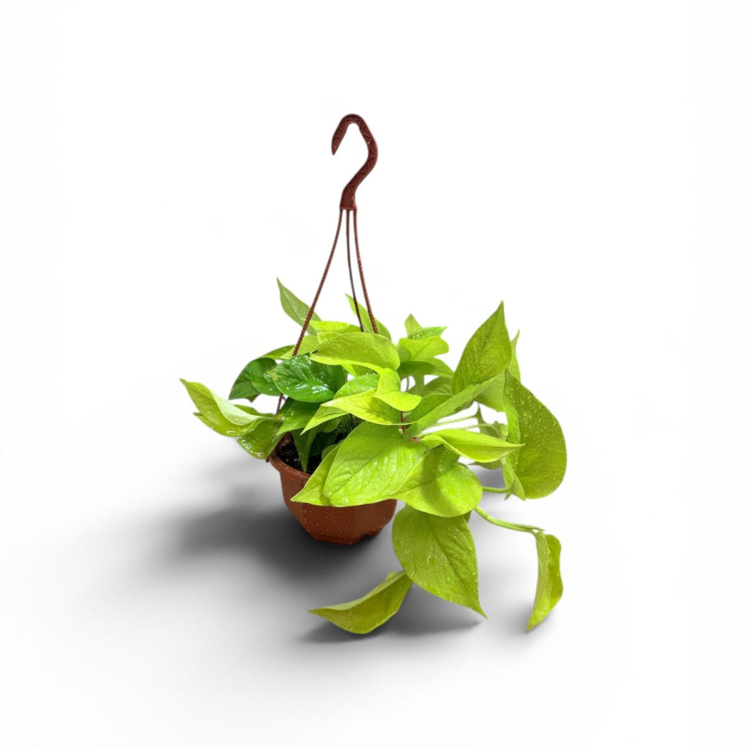 Golden Pothos Hanging Baskets