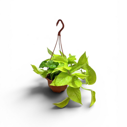 Golden Pothos Hanging Baskets