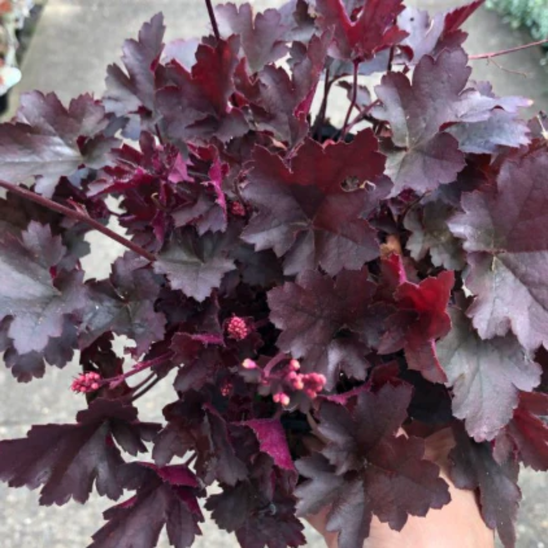 Heuchera &