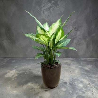 Dieffenbachia ‘Dumb Cane’ - Live Plant in Ceramic Pot
