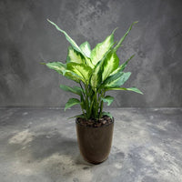 Dieffenbachia ‘Dumb Cane’ - Live Plant in Ceramic Pot