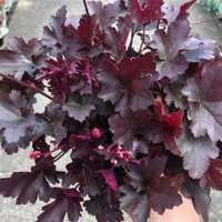 Heuchera 'Little Cutie Coco' Coral Bells