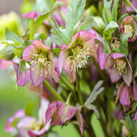 Lenten Rose