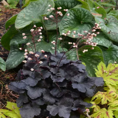 Heuchera &