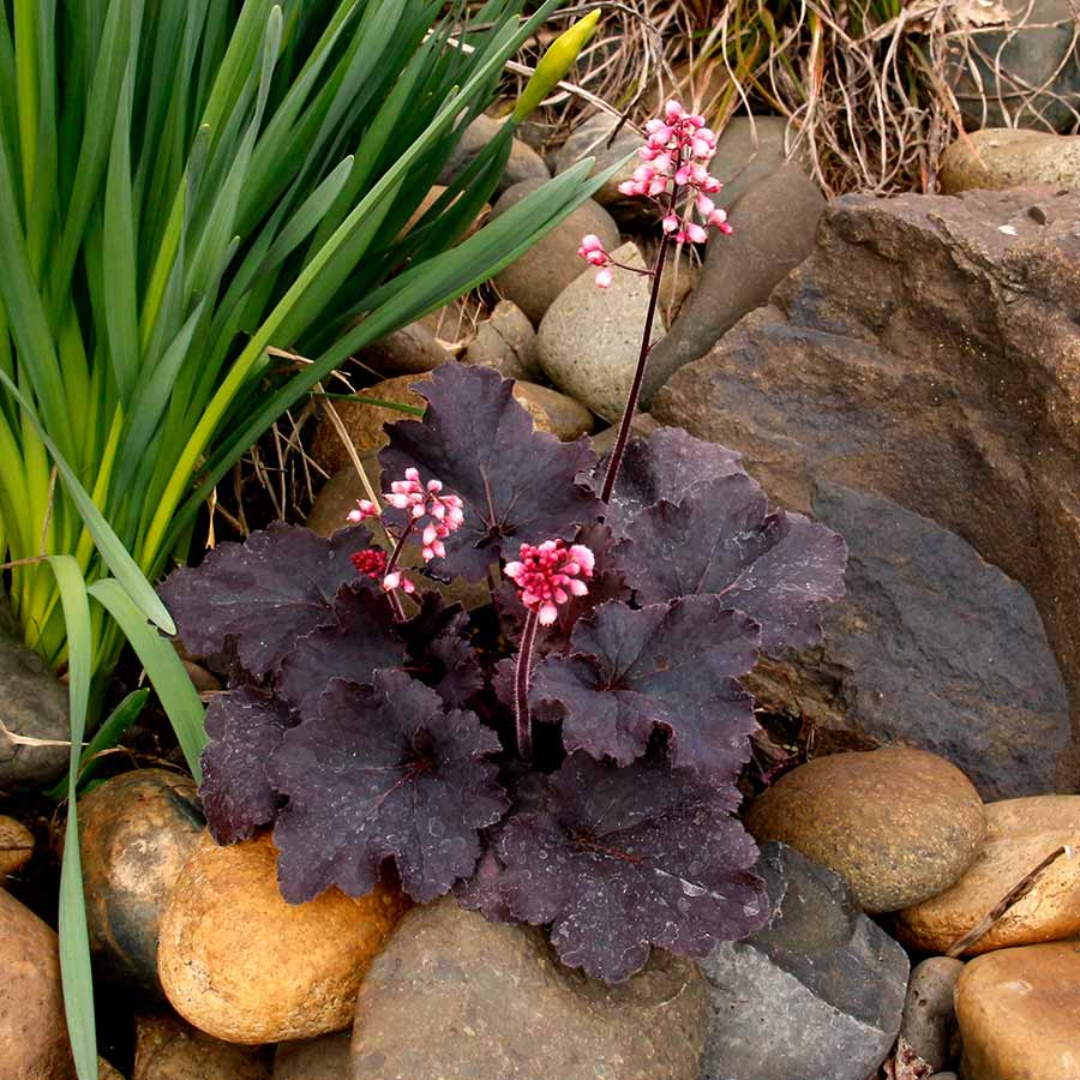 Heuchera &