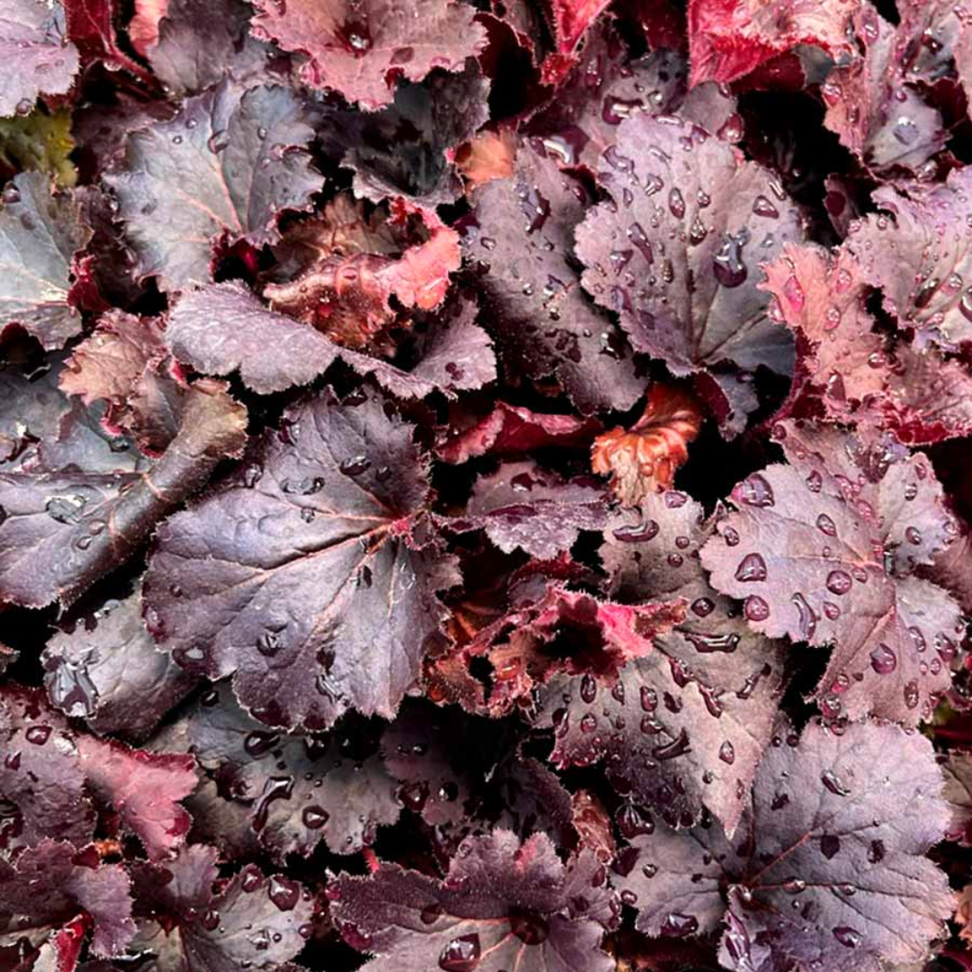 Heuchera &