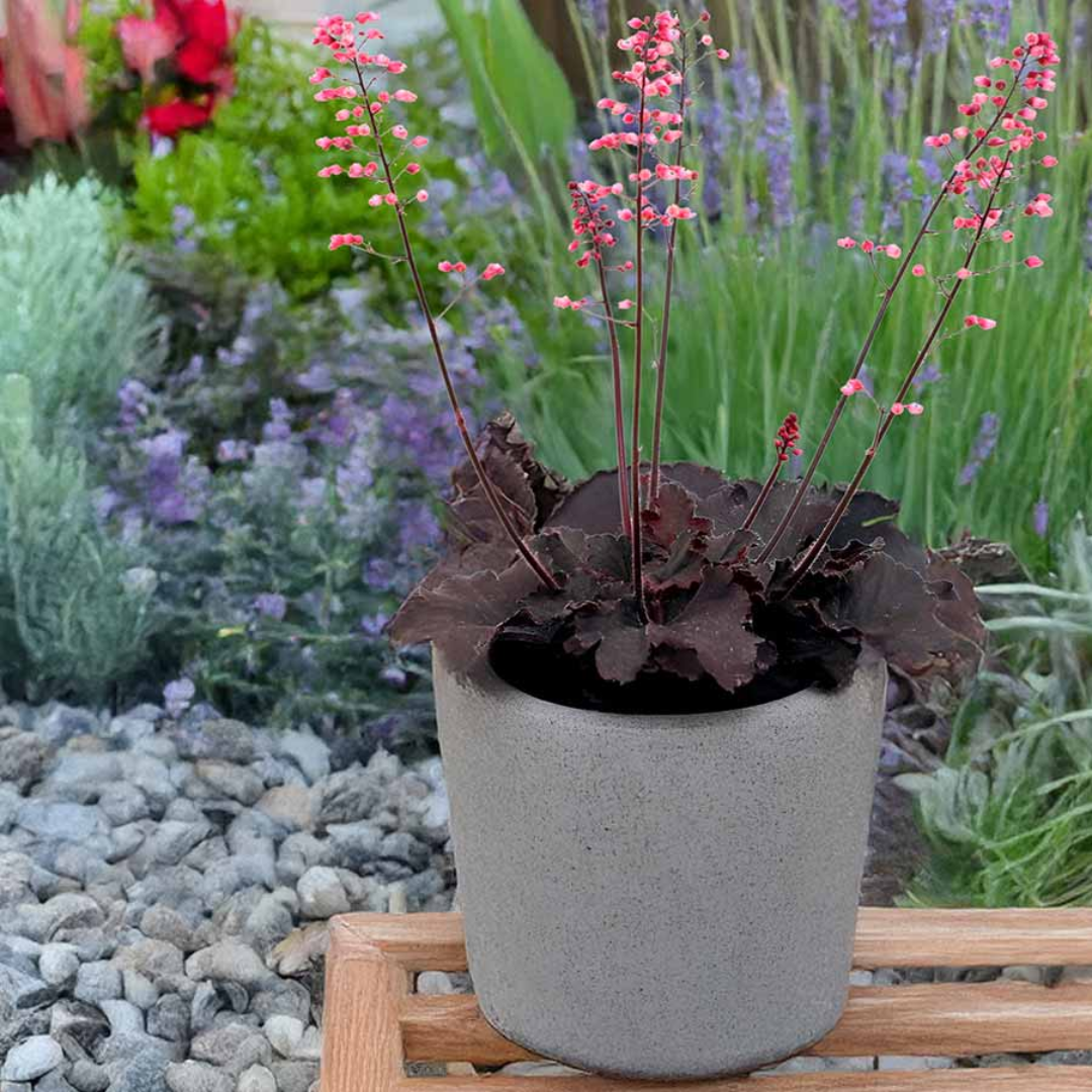 Heuchera &