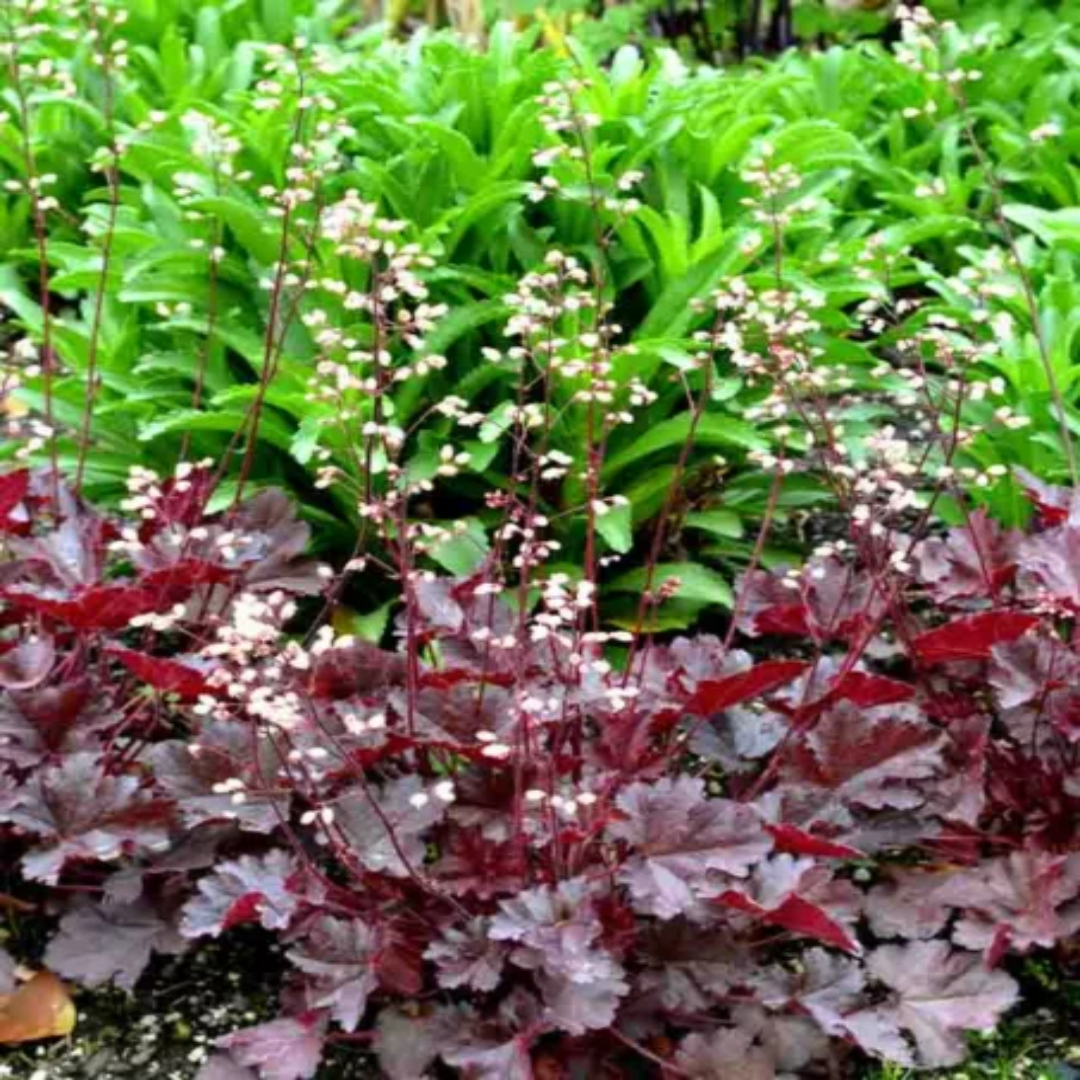 Heuchera &