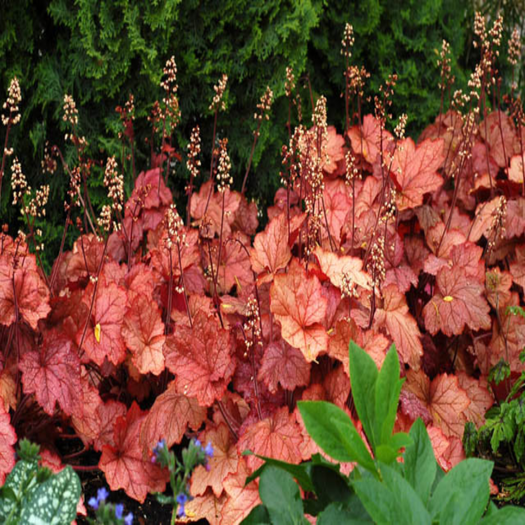 Heuchera &