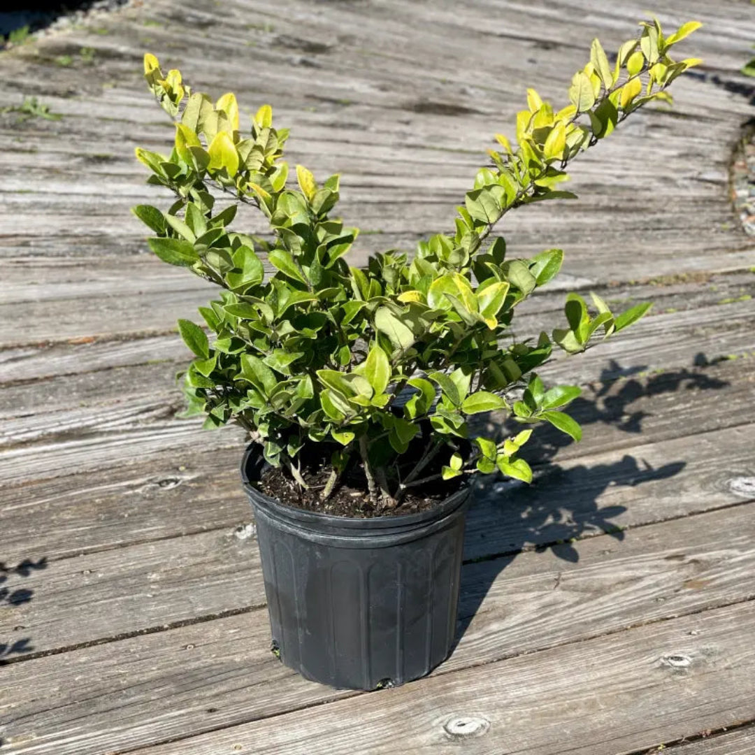 Goldtip Ligustrum