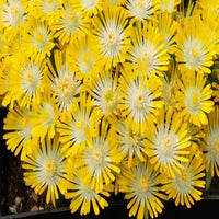 Delosperma Hotcakes® 'Banana Blast' (Ice Plant) - [EG]
