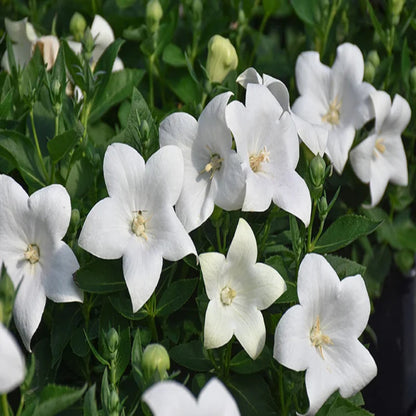 Platycodon grandiflorus &