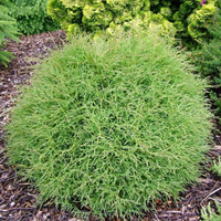 Mr. Bowling Ball Arborvitae