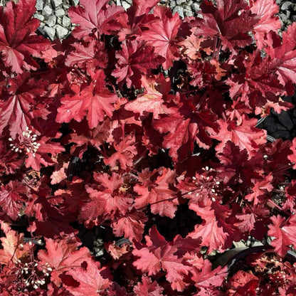 Heuchera &