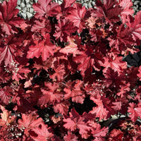 Heuchera 'Forever Red' Coral Bells