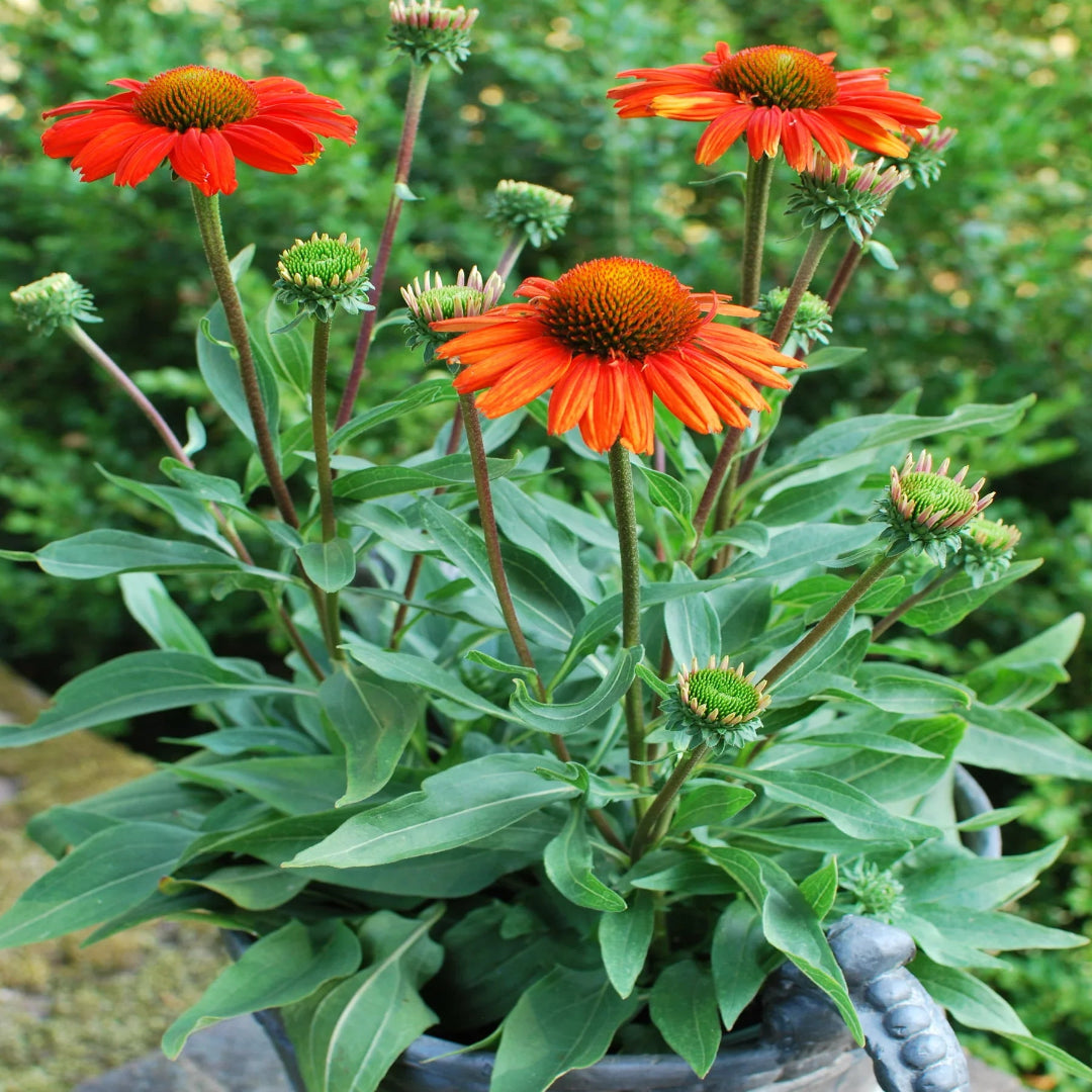 Echinacea &
