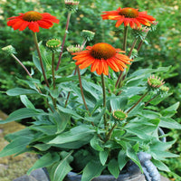 Echinacea 'Pollynation Orange Red' Coneflower - [EG]