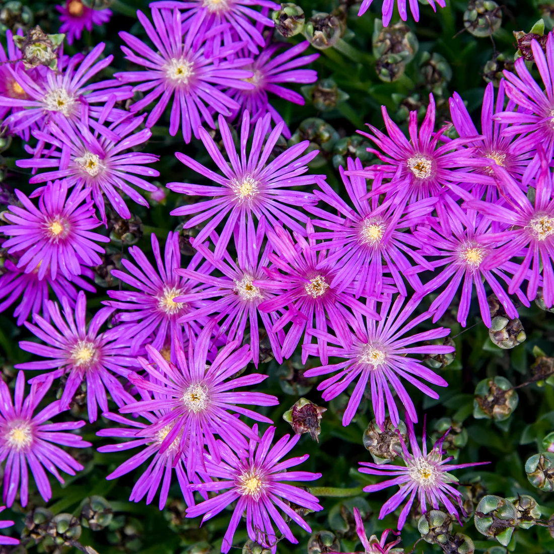 Delosperma &