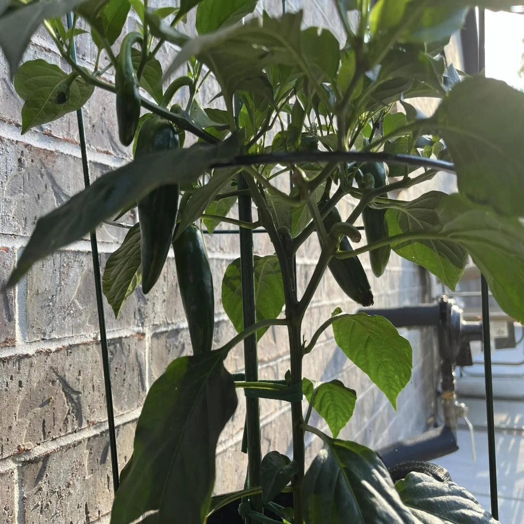 Jalapeño Pepper Plant