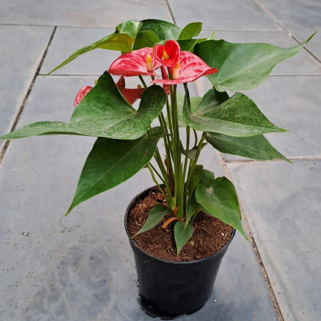 Live Anthurium plant with red blooms and lush green foliage