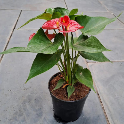 Live Anthurium plant with red blooms and lush green foliage