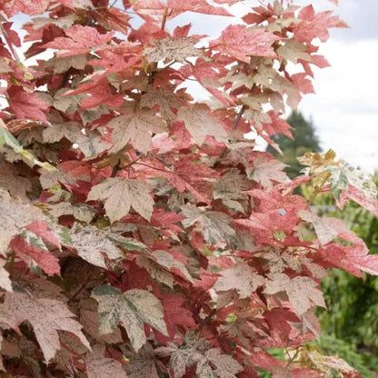 Eskimo Sunset Sycamore Maple