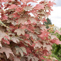 Eskimo Sunset Sycamore Maple