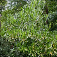 Florida Anise ‘Ocala’ (Illicium floridanum)
