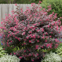 Purple Blooming Loropetalum – Medium Evergreen Shrub