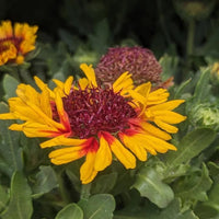 Gaillardia 'SpinTop Red Starburst' Blanket Flower